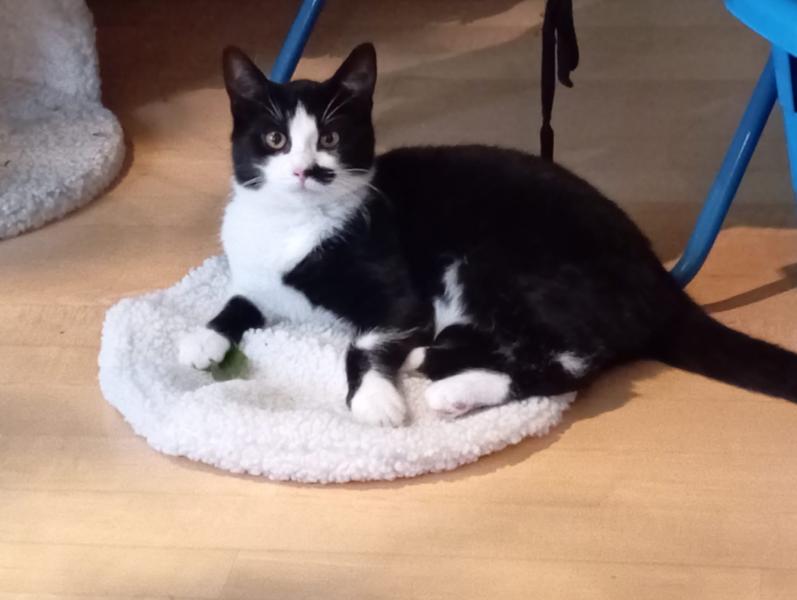 Europäische Hauskatze